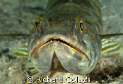 Sand Diver -Bonaire-Me and him were very patient. Canon 5... by Richard Goluch 